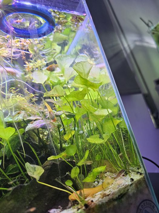 Planta aquario  nymphoides taiwan lotus