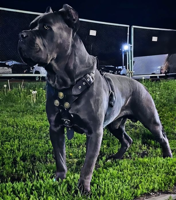 Кане-корсо вязка