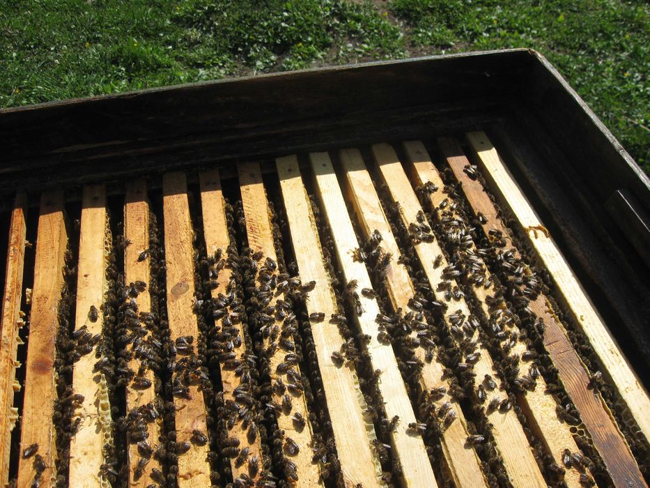 Продаються бджолопакети, відводки, бджолосім'ї з вуликами або без