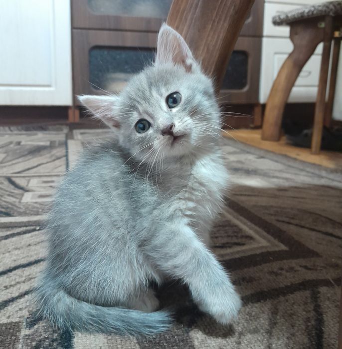 Миле кошеня шукає притулок