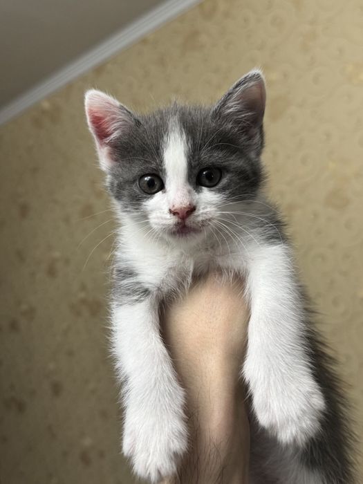 котик кошеня киця кішка безкоштовно