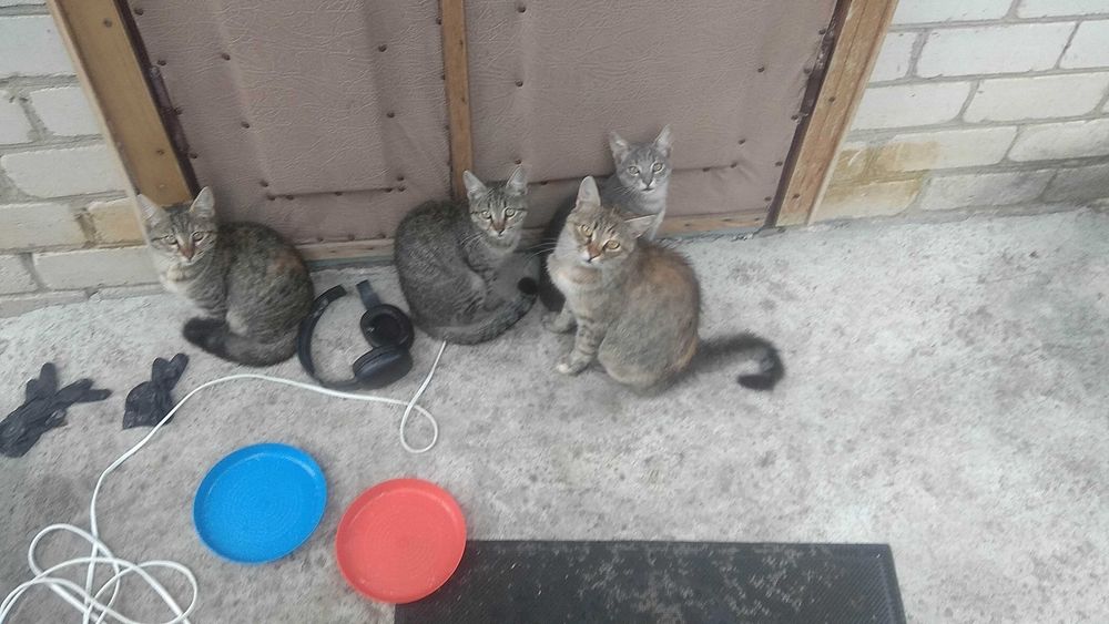 Здоровые котята (3 кошечки )