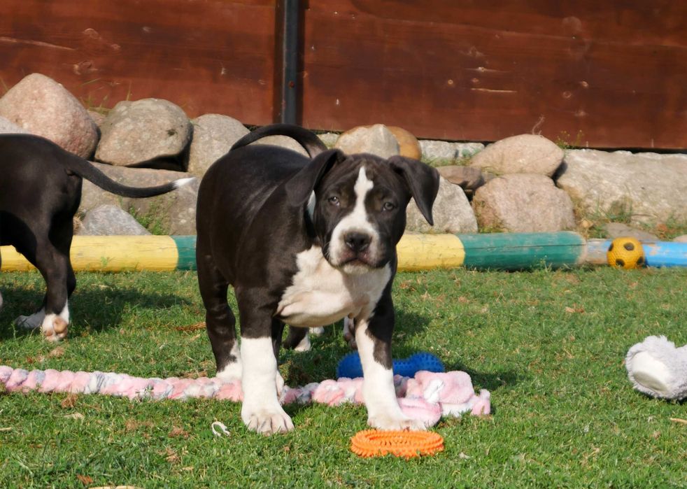 American Staffordshire Terrier ZKwP, Amstaff FCI, mocny piesek WINETOO