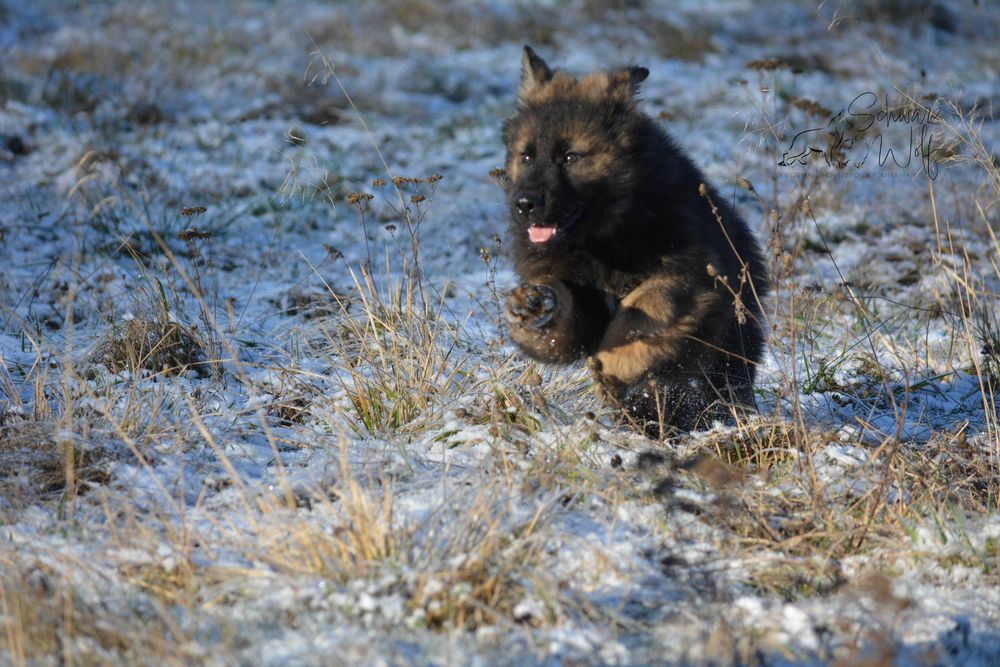 Owczarek Staroniemiecki suczka wilczasta linia DDR