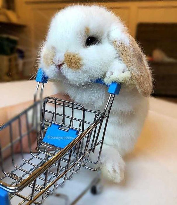 Coelhos anões teddy, mini hôlandes e mini toy muito fofos