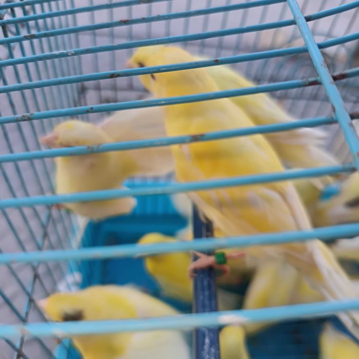 Canários amarelos e brancos criados em viveiro
