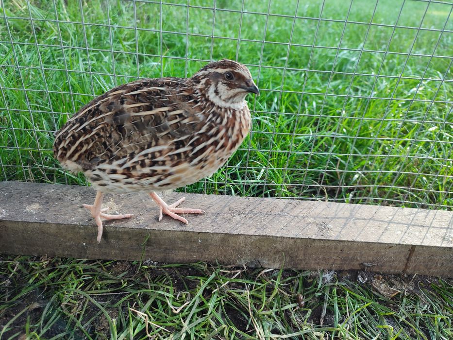 Koguty przepiórki japońskiej