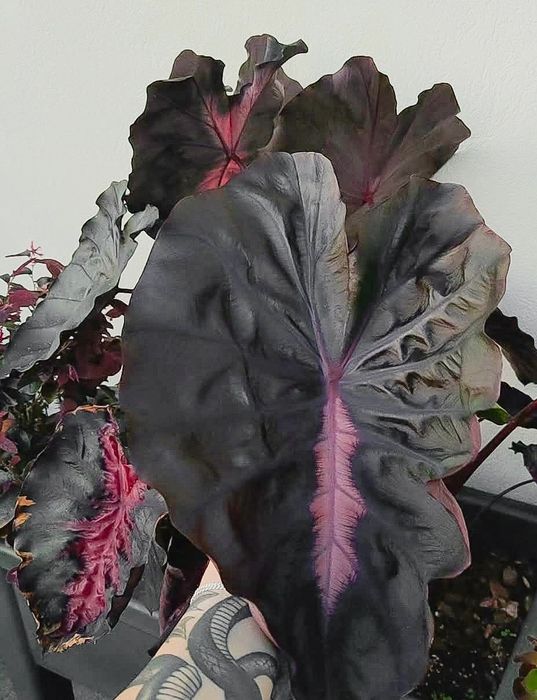 Colocasia Redemption