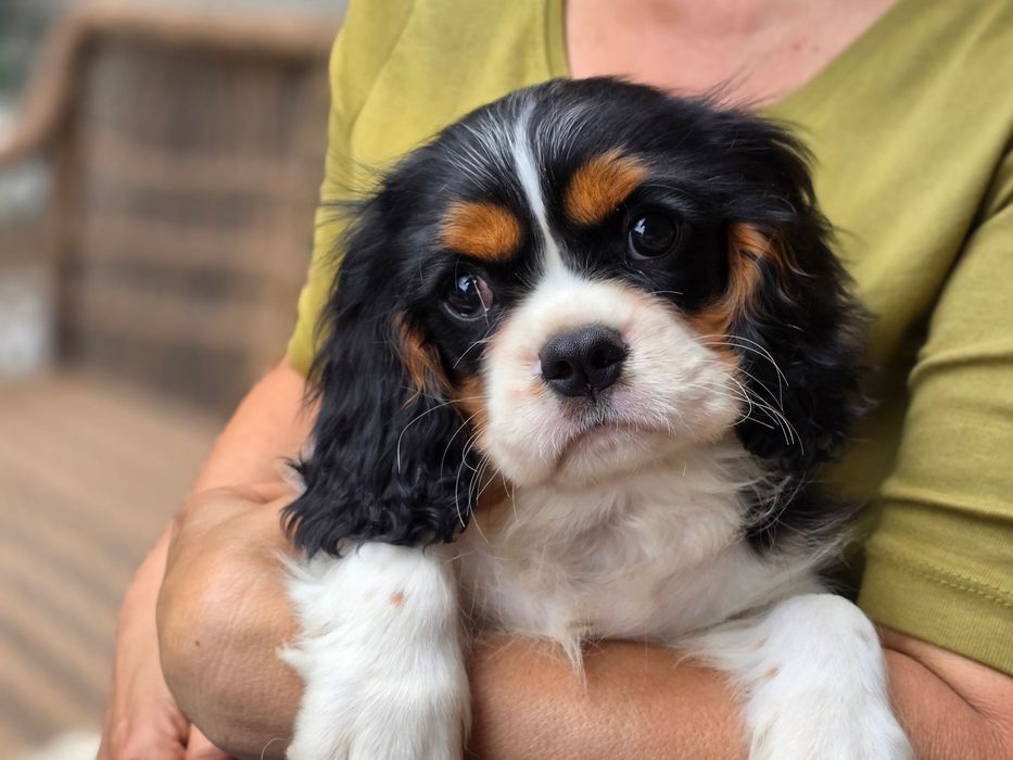 Piesek cavalier rodowód ZKwP/FCI