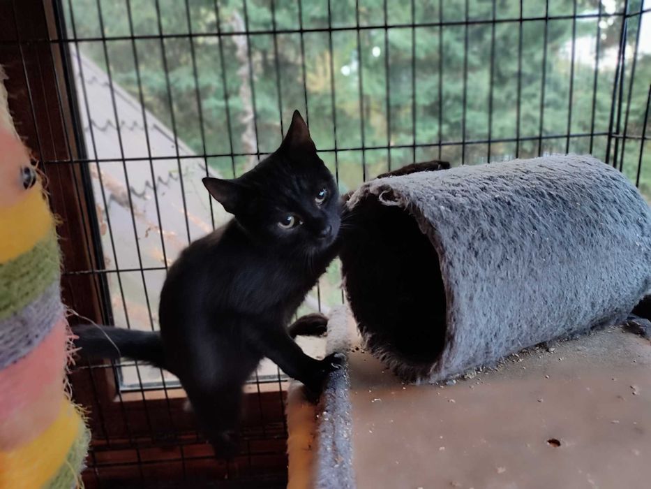 Czarne kocurki 3,5 miesięczne do adopcji