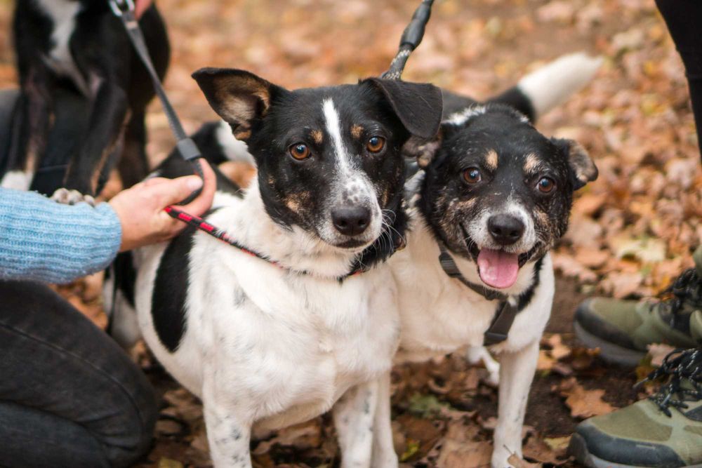 5 letnia Sila do adopcji!