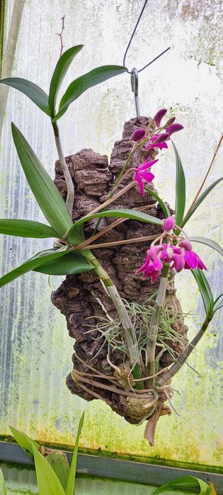 Montagem de Dendrobium  Berry Oda