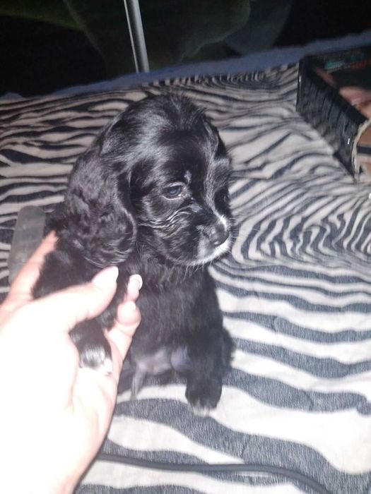 Американський кокер спаніель