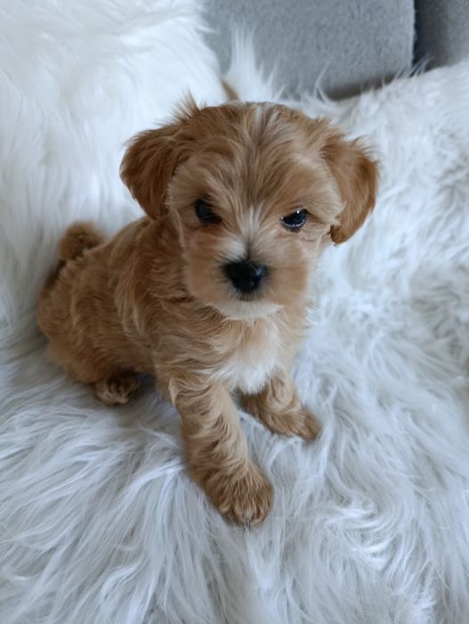 Maltipoo -cudowny  piesek