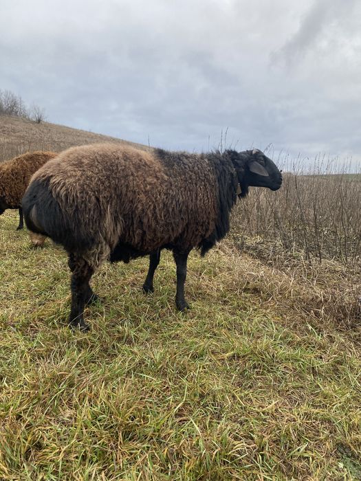 Курдючние Барани