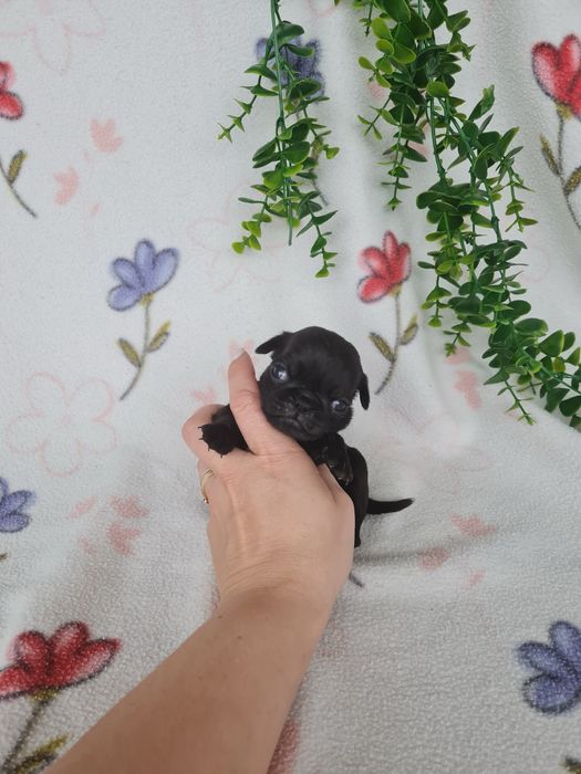 Excelente menina Pug Carlin Preta de Qualidade