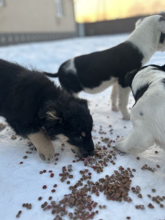 віддаємо собачок