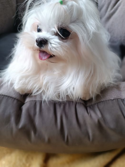 Мальтезе дівчинка