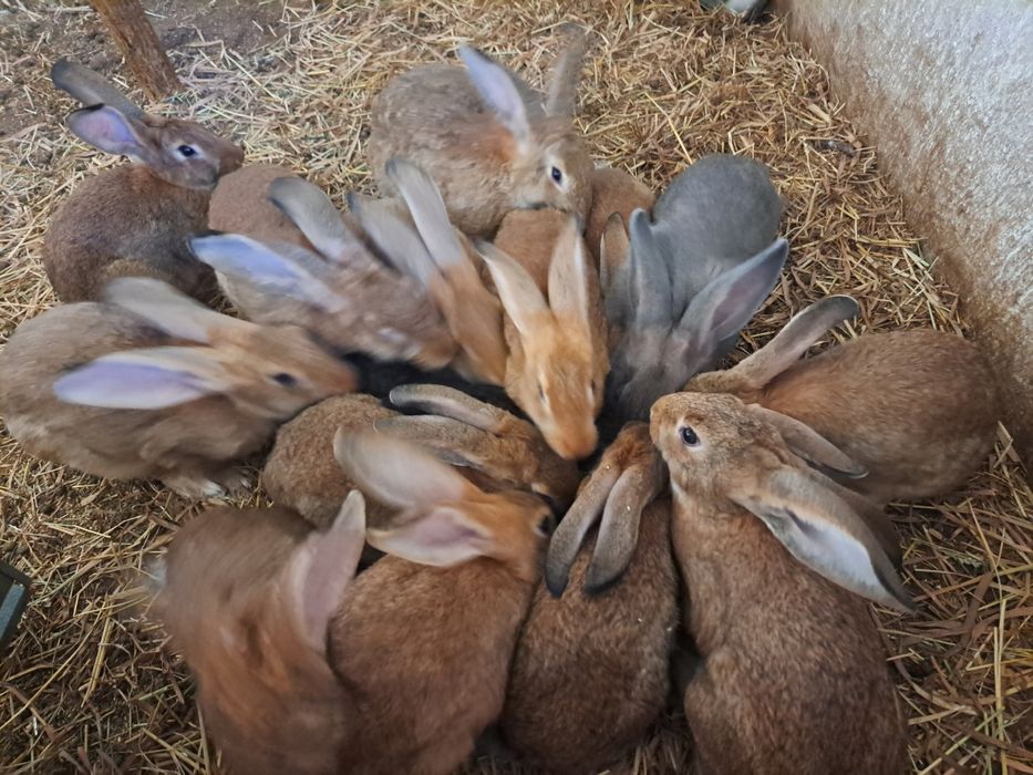 Coelhos para venda