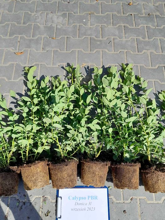 7. Borówka amerykańska CALYPSO PBR 3 lata donica 3 litry CAC Premium