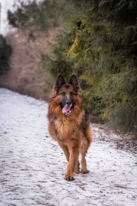 Tenor - kontaktowy pies w typie owczarka niemieckiego do adopcji!