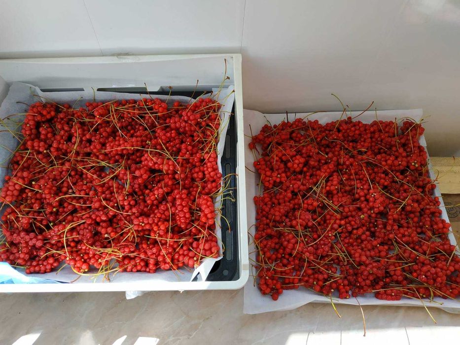 Лимонник китайський ягоди сушені ( Schizandra chinensis )