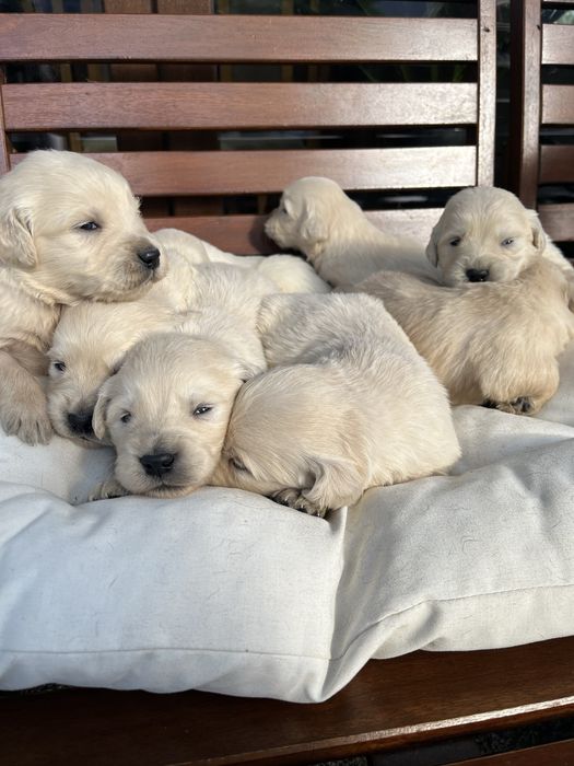 Golden Retriever szczeniak