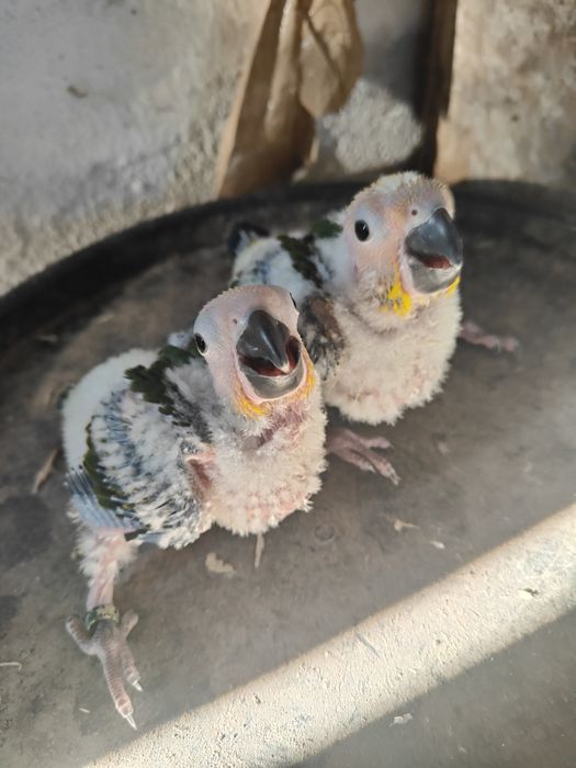 Tenho uma  Aratinga sol para ceder .