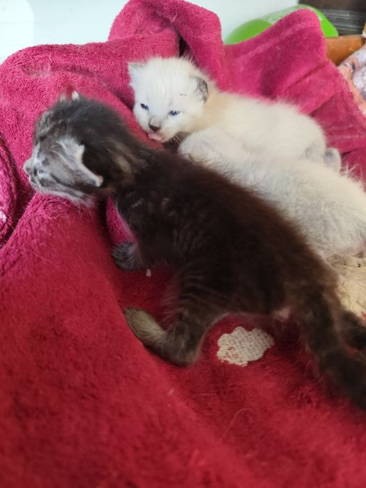 Gatinhas para dar