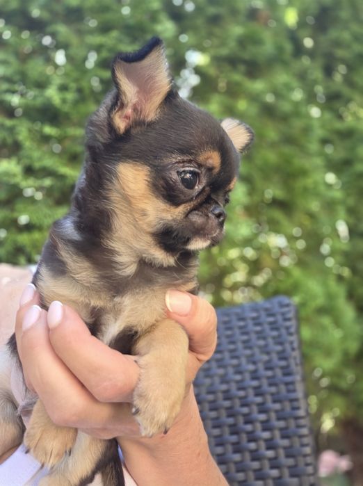 Malenki mini  piesek chihuahua