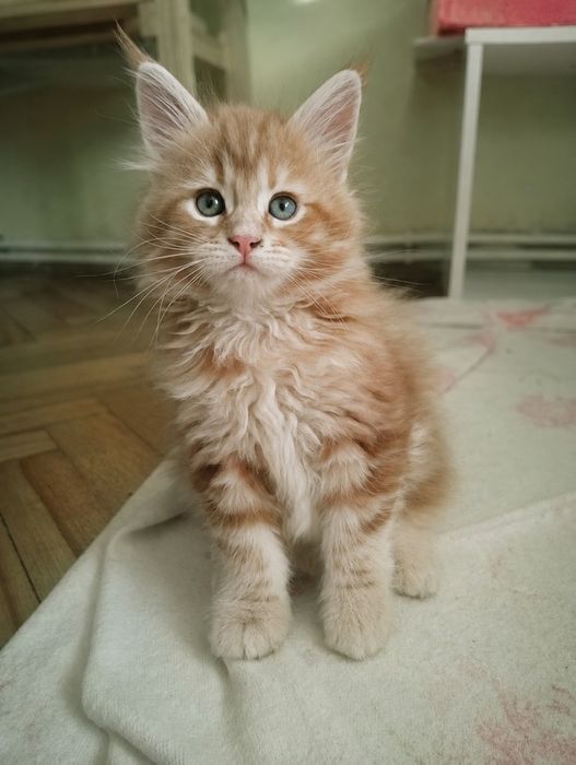 Котята мейн-кун, девочки, 2 и 6 месяцев, рыжие и кофе с молоком