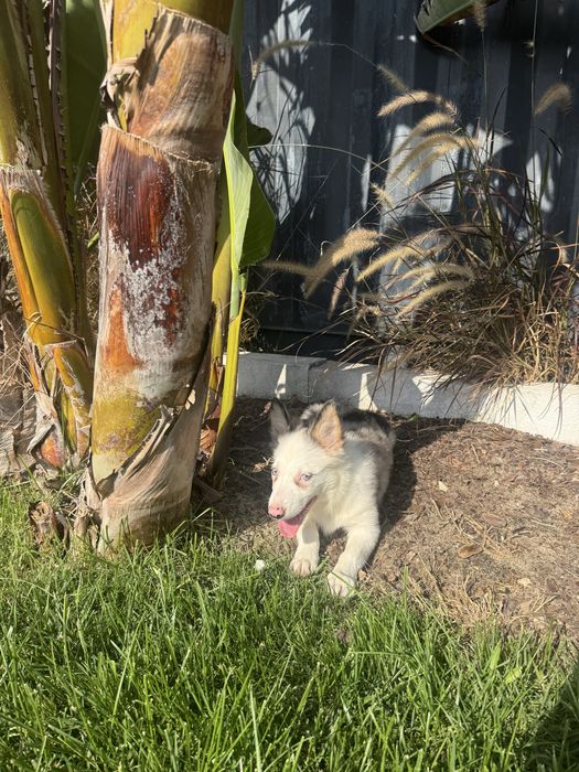 Border Collie Fêmea Merle Fofa