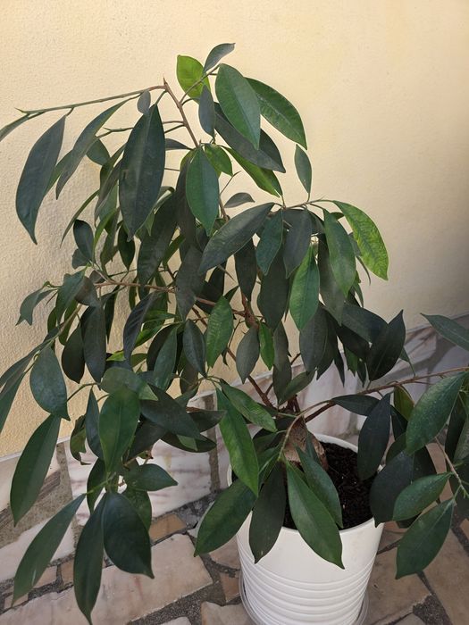 Ficus Microcarpa Ginseng
