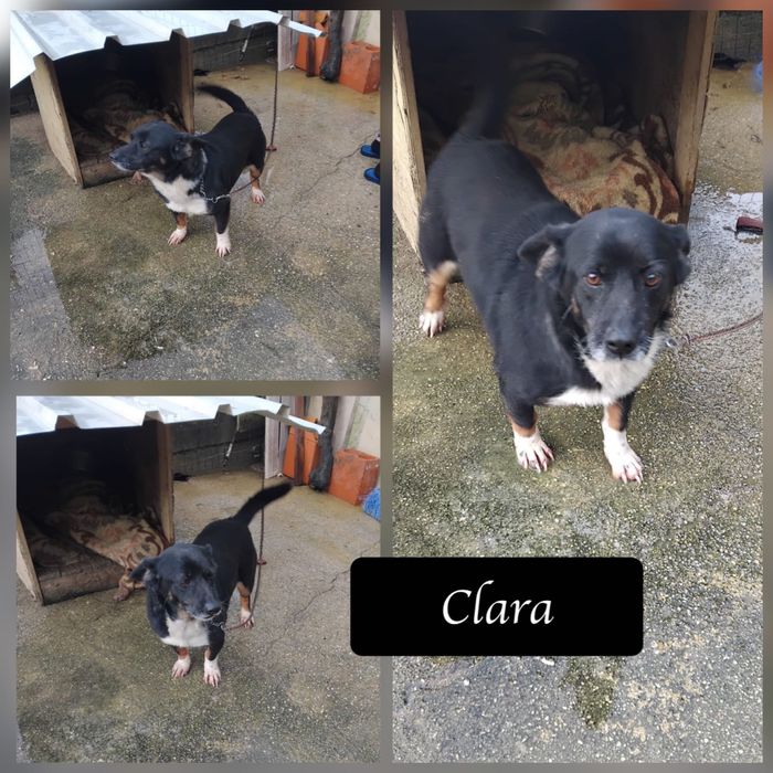 Cadela porte pequeno para adoção responsável