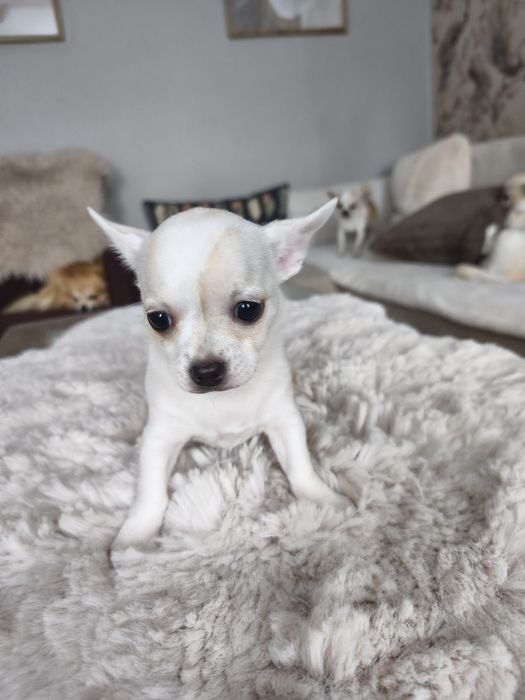 Suczka chihuahua krótkowłosa