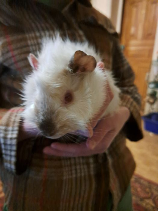 Морські свинки,хлопчик і дівчинка Доставка до М.Теремки.