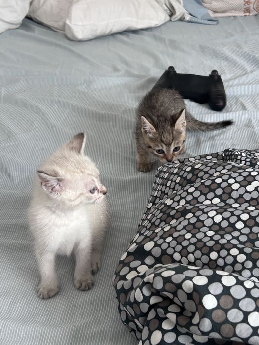 Tenho gatos para adotar