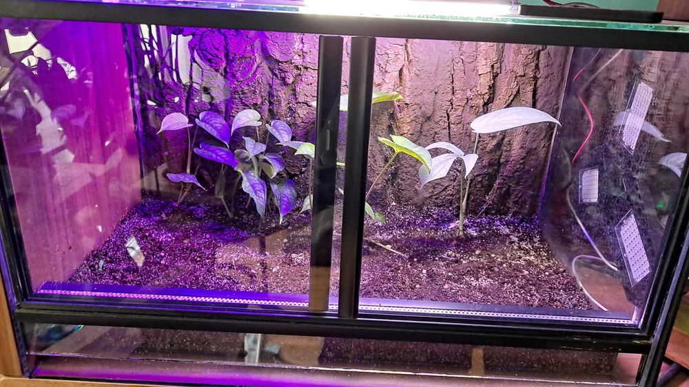 Terrarium Szklane