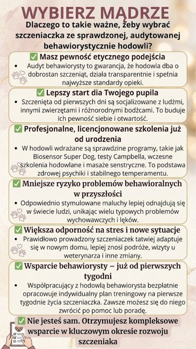 Mini xxs Maltipoo ciemna piękna kręcona suczka typ laleczki jedyna taka