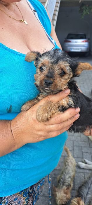 Yorkshire terrier macho