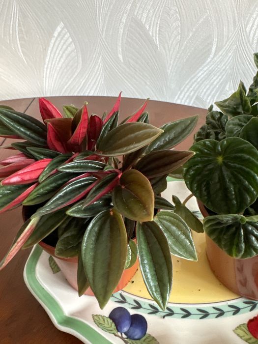 Пеперомия 2-х  видов