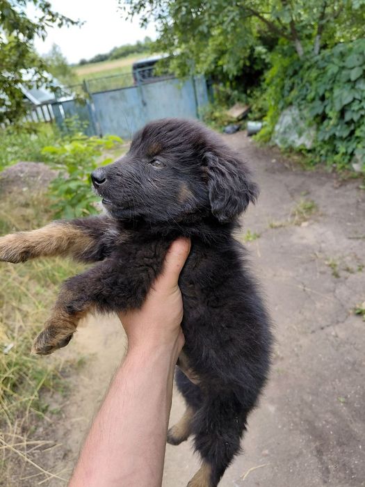 Цуценят в хороші руки