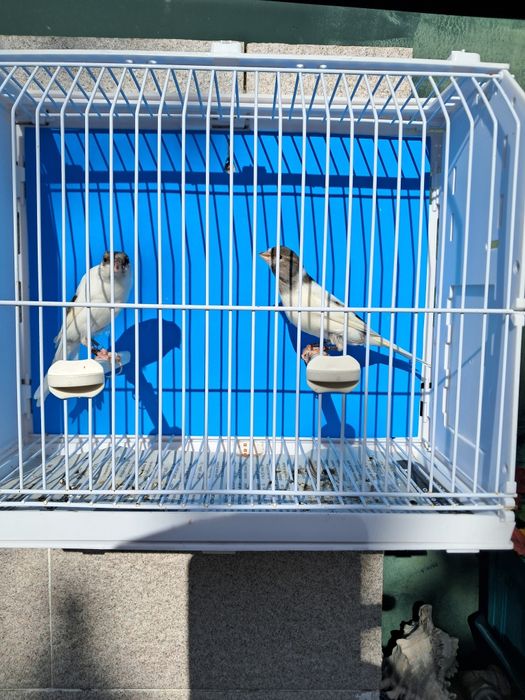 Canários, diversas raças, com qualidade..