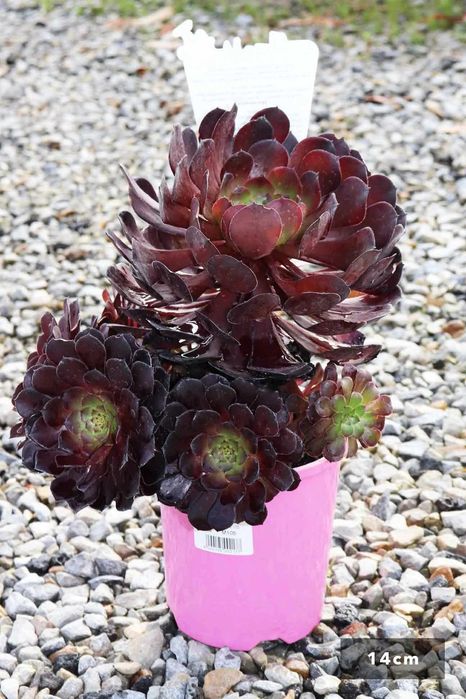 Suculenta Aeonium ROSA NEGRA - Lindissimas