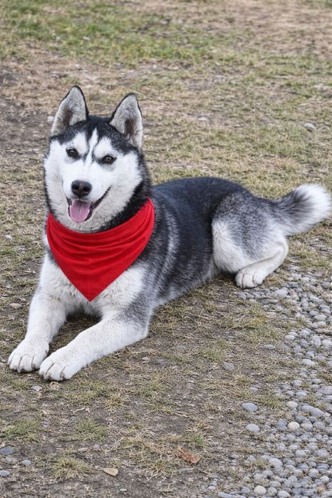 Siberian Husky! Piękna Doa Doxa!