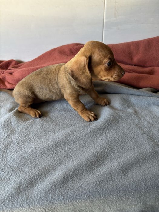 Teckel pelo curto miniatura