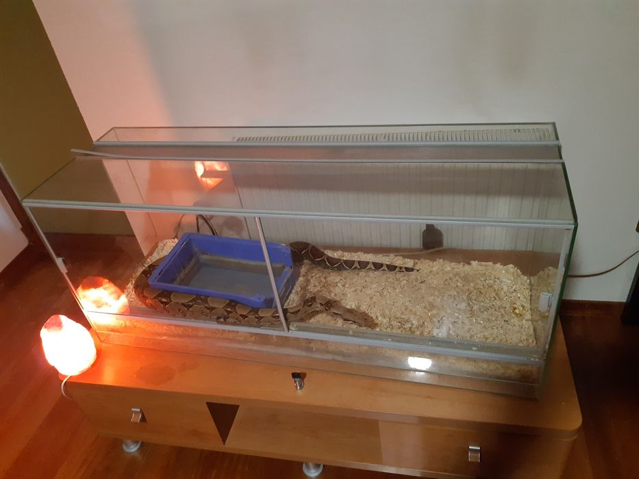 Wąż przytulasek hypo jungle + terrarium z wyposażeniem + pokarm