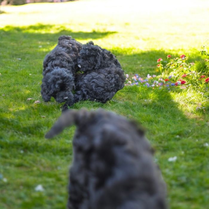 Cavapoo f1b suczka