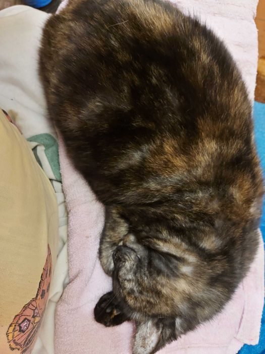 Пропала кошка окрас черепаховый.