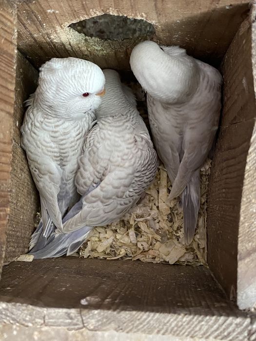 Tenho para venda periquitos novos prontos a criar